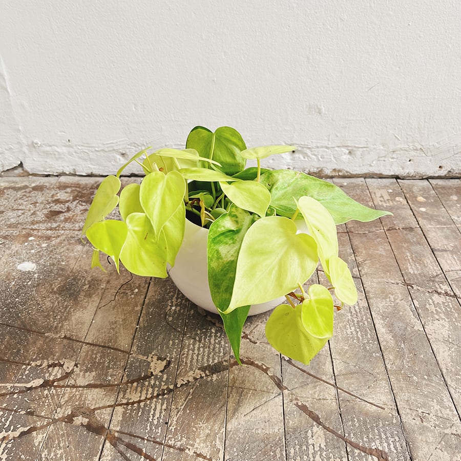 Philodendron cordatum neón